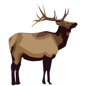 Animals Birds and Insects